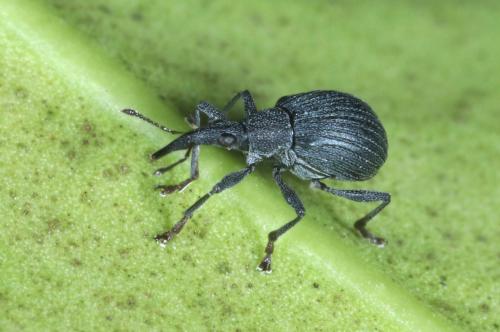 Oxystoma ochropus